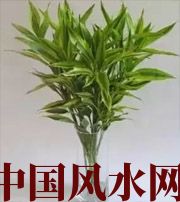 延边朝鲜族十二生肖养什么植物最旺财运？你知道吗！
